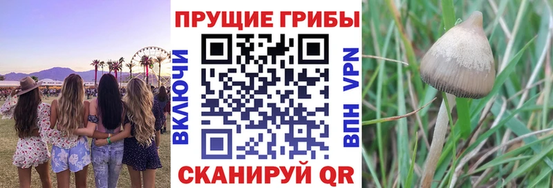 Псилоцибиновые грибы GOLDEN TEACHER  хочу   Дагестанские Огни 